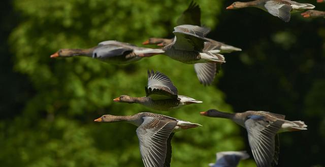 Geese flying in a group during a migration