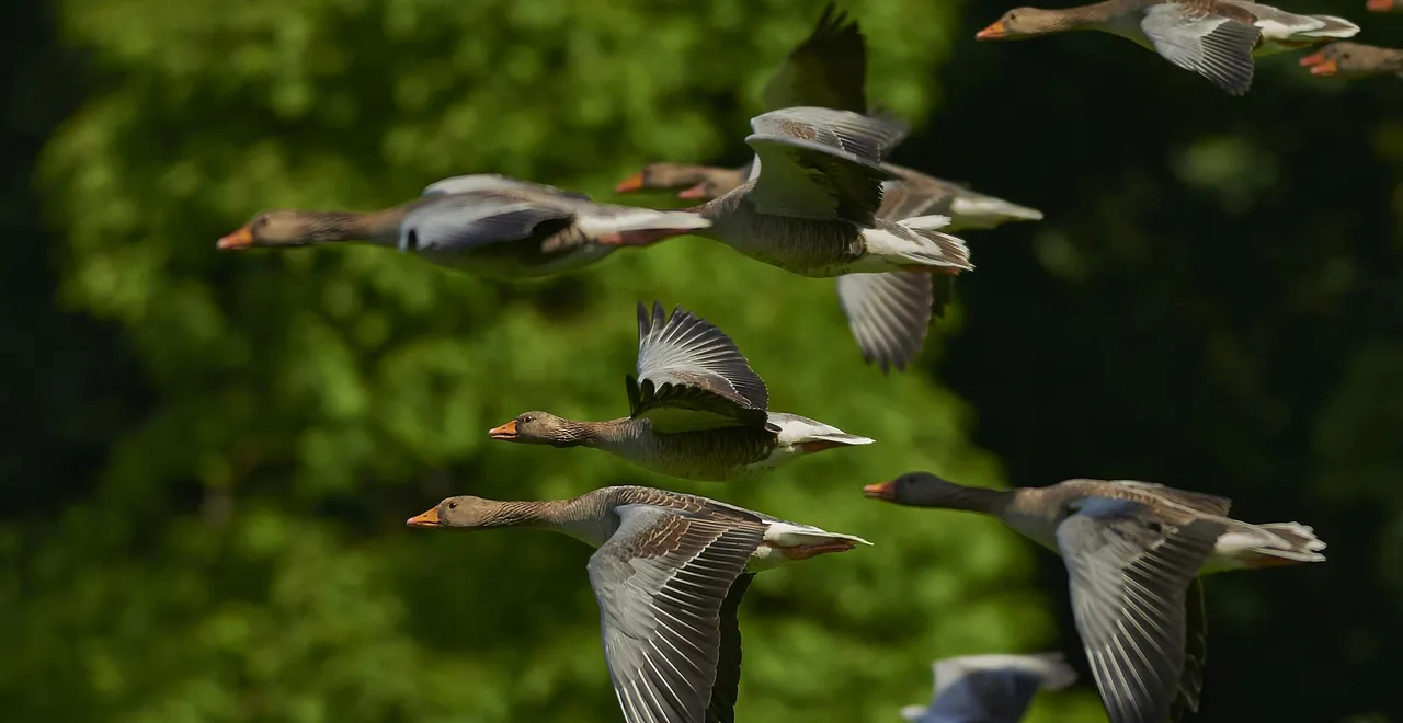 Geese flying in a group during a migration